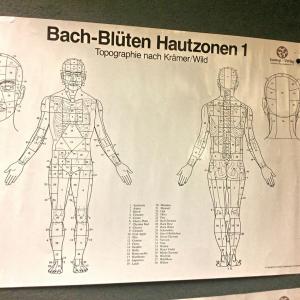 Bachblüten Hautzonen - Topografiekarte