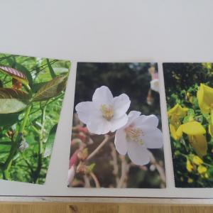 Bachblüten Kursbild Bachblüten Kursbild