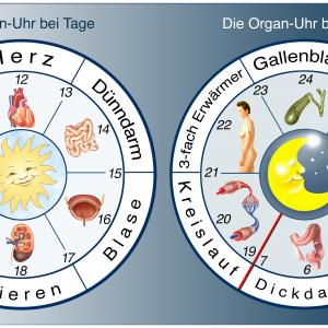 Bachblüten und die Meridianuhr / Organuhr - Fotolia