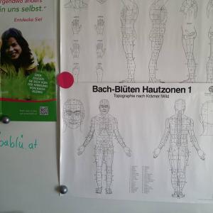 Bachbluetenkurs - Hautzonen Bachbluetenkurs - Hautzonen