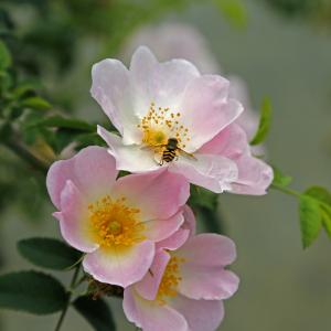Bachblüte Wild Rose: Resignation, Verlust der Lebensfreude, Gleichgültigkeit, Ersdchöpfungszustände