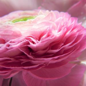 Ranunculus Ranunculus