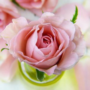 Blume - Pixabay Blume - Pixabay