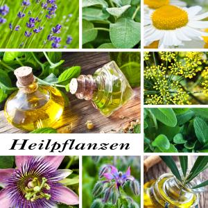 Alles über Heilpflanzen lernen in den Kräuterausbildungen - z.B. Dipl. Kräuterfachfrau/mann Heilkräuterpädagoge/in in Österreich - Fotolia PhotoSG