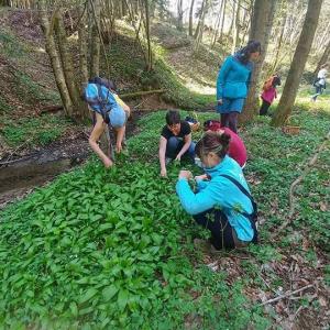 Dipl. Kräuterfachfrau/mann Heilkräuterpädagogik - Praxis der Kräuterwanderung, Sammeln von Wildkräutern für die Kräuterküche