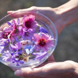 Blüten in Wasserschüssel - AdobeStock cynoclub