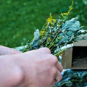 Dipl. Kräuterfachfrau/mann Heilkräuterpädagogik - Einblicke in die Diplom Kräuterausbildung in der BaBlü Akademie Dipl. Kräuterfachfrau/mann Heilkräuterpädagogik - Einblicke in die Diplom Kräuterausbildung in der BaBlü Akademie
