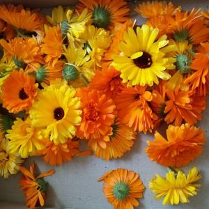 Kräuter und Heilpflanzen sammeln für die Kräuterverarbeitung und Naturkosmetik im Kräutergarten bei Gabriele in der Kräuterpädagogin- Ausbildung bei BaBlü Kräuter und Heilpflanzen sammeln für die Kräuterverarbeitung und Naturkosmetik im Kräutergarten bei Gabriele in der Kräuterpädagogin- Ausbildung bei BaBlü