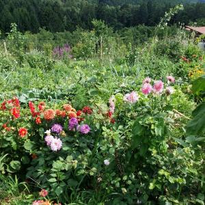 Der 1400m² große Kräutergarten, wo die Teilnehmerinnen der Kräuterausbildung zur Dipl. Kräuterfachfrau/mann in Graz die Praxis lernen