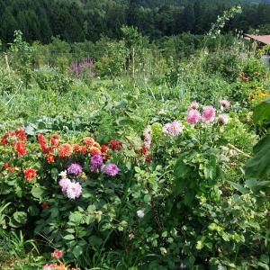 Der 1400m² große Kräutergarten, wo die Teilnehmerinnen der Kräuterausbildung zur Dipl. Kräuterfachfrau/mann in Graz die Praxis lernen Der 1400m² große Kräutergarten, wo die Teilnehmerinnen der Kräuterausbildung zur Dipl. Kräuterfachfrau/mann in Graz die Praxis lernen