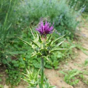Blume - Distel - Pflanzenbestimmung lernen bei der Kräuterausbildung in Graz und Salzburg Österreich