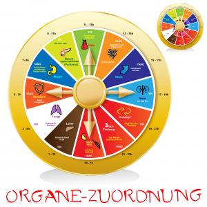 TCM I Organzuordnung - Organuhr