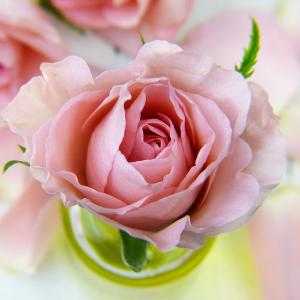 Rosenwasser, Rosenöl, eine besondere Zutat in der Kosmetikerstellung - Pixabay