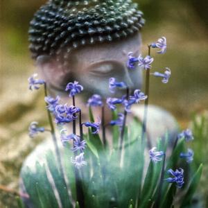 Energetische Aromatherapie - Chakren Kurs - Buddha