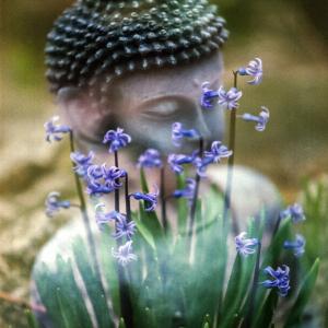 Energetische Aromatherapie - Chakren Kurs - Buddha Energetische Aromatherapie - Chakren Kurs - Buddha