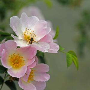 Wild Rose