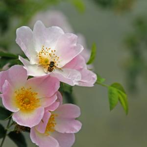 Wild Rose Wild Rose