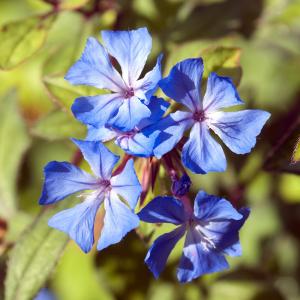 Bachblüten - Fotolia