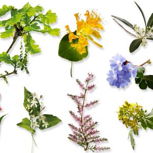 Bachblüten - AdobeStock tunedin Bachblüten - AdobeStock tunedin