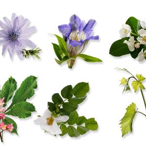 Bachblüten - AdobeStock tunedin Bachblüten - AdobeStock tunedin