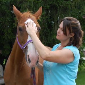Dipl. Vitalcoach für Pferde - Stressmassage Dipl. Vitalcoach für Pferde - Stressmassage