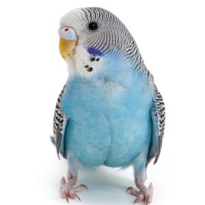 Wellensittich - Fotolia - Bachblüten für Vögel Wellensittich - Fotolia - Bachblüten für Vögel