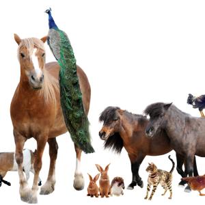 Bachblüten für alle Tiere lernen - AdobeStock cynoclub Bachblüten für alle Tiere lernen - AdobeStock cynoclub