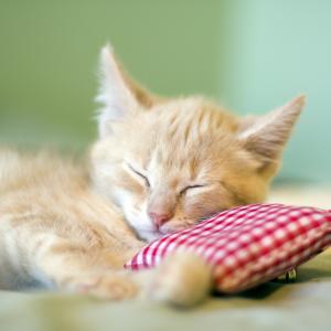Schlafende Katze - Fotolia - Bachblüten für Katzen helfen! 