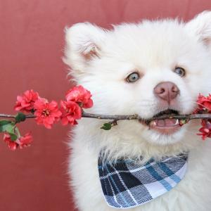 Bachblüten für alle Hunde-Rassen und ihre Anwendung und Dosierung
