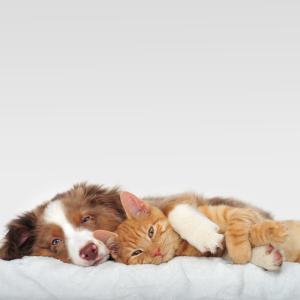 Dipl. Bachblütenberater:in für Tiere - FERNSTUDIUM - Fotolia Diana Bartl  Dipl. Bachblütenberater:in für Tiere - FERNSTUDIUM - Fotolia Diana Bartl