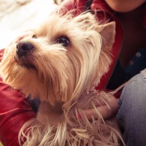 Hund - Picjumbo-Dipl. Tierenergetiker/in Hund - Picjumbo-Dipl. Tierenergetiker/in