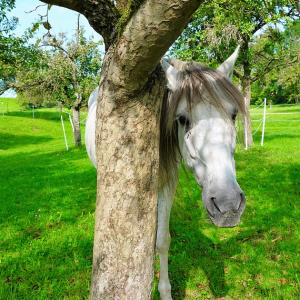 Weißer Schimmel - Pixabay - Dipl. Tierenergetiker/in Weißer Schimmel - Pixabay - Dipl. Tierenergetiker/in