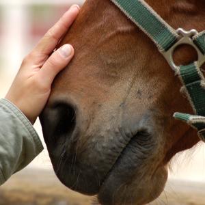 Dipl. TierenergetikerIn - AdobeStock Dipl. TierenergetikerIn - AdobeStock