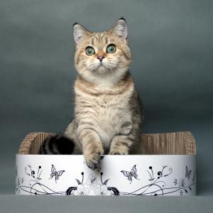 Katze in Box, (c) iris knüfermann