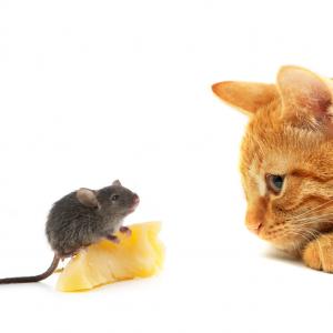 Katze und Maus - Fotolia