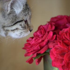 Katze mit Blumen - Fotolia Katze mit Blumen - Fotolia