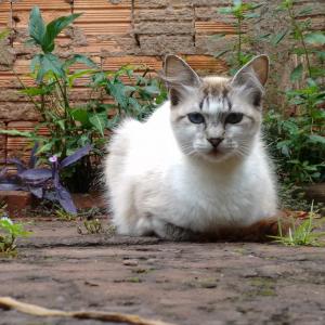 Dipl. Verhaltensberater/in für Katzen - FERNSTUDIUM Dipl. Verhaltensberater/in für Katzen - FERNSTUDIUM