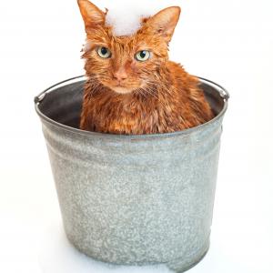 Katze gebadet - AdobeStock katrinaelena Katze gebadet - AdobeStock katrinaelena