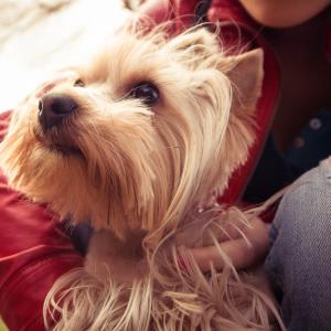 Yorkshire Terrier - Picjumbo