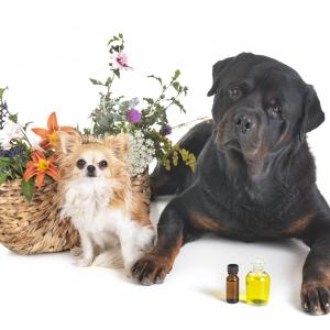 Bachblüten für Hunde - FERNSTUDIUM - AdobeStock cynoclub