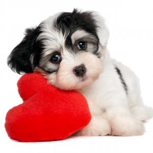 Hund - Fotolia mdorottya Hund - Fotolia mdorottya