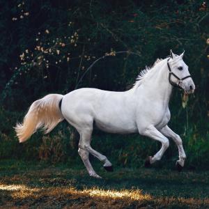 Bachblüten für Pferde - FERNSTUDIUM Bachblüten für Pferde - FERNSTUDIUM