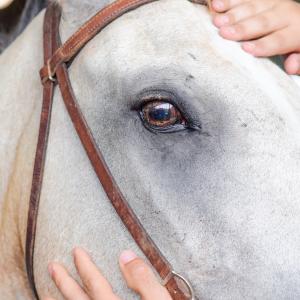 Pferd - Unsplash Bradley Pisney Pferd - Unsplash Bradley Pisney