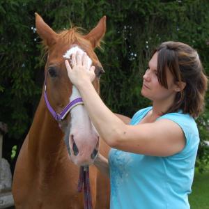 Pferde Vitalcoaching Stressmassage Pferde Vitalcoaching Stressmassage