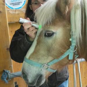 Chakrenausgleich am Pferd Chakrenausgleich am Pferd