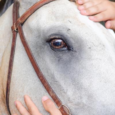 Chakrenausgleich beim Pferd - Intensivworkshop