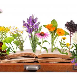 Heilkräuterbuch - AdobeStock Marina Lohrbach Heilkräuterbuch - AdobeStock Marina Lohrbach