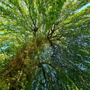 Baum Baum