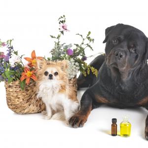 Dipl. Aromaberater/in für Tiere - Aromatherapie für Tiere - Hund, Katze, Pferde,AdobeStock cynoclub