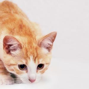 Dipl. Katzencoach ganzheitlich- FERNSTUDIUM Dipl. Katzencoach ganzheitlich- FERNSTUDIUM